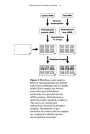 Phytochemicals in health and disease